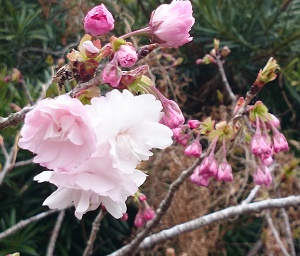 桜2015331